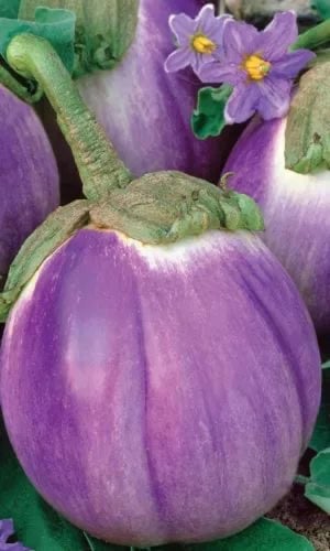 بذور باذنجان الجمال الوردي -Pink Beauty Eggplant S...