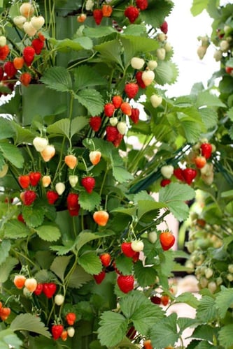 بذور فراولة الألباين (جبال الألب مختلط باللونين ال...