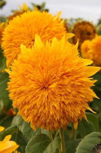 بذور زهور عباد الشمس الدب تيدي -Teddy Bear Sunflow...