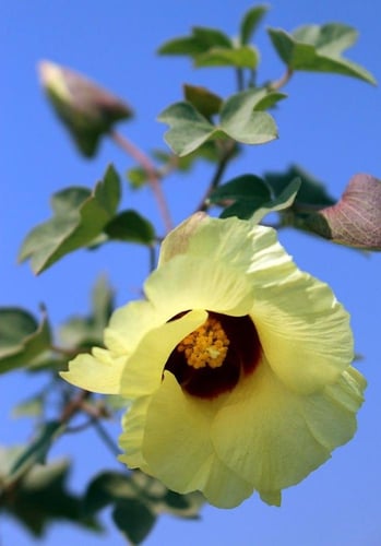 بذور القطن العضوي - organic cotton seeds