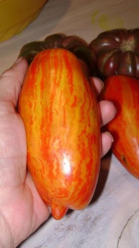 بذور طماطم رومانيا المرقطة - Tomate 'Speckled Roma...