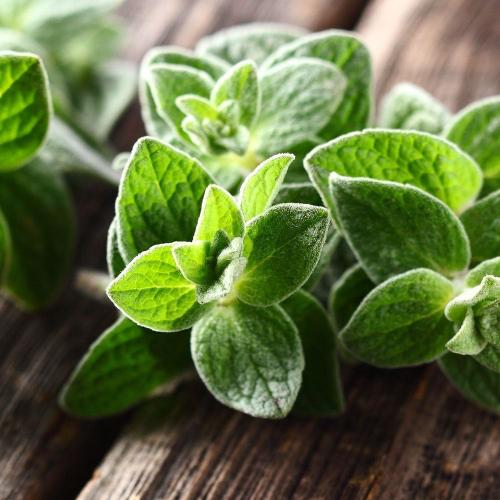 بذور زعتر لبناني - Lebanese thyme seeds