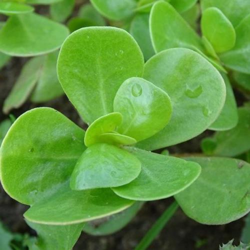 بذور البربير (فزفخ) او الرجلة او البقلة ( عضوي ) B...