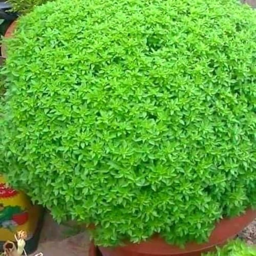 بذور كرة الريحان اليونانية - Greek basil ball seed...