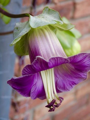 كوبيا سكاندن او متسلقة اجراس الكاتدرائية - Cobaea...