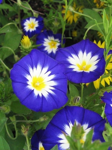 بذور زهور اللبلاب الراية الزرقاء ثلاثي الألوان ( م...