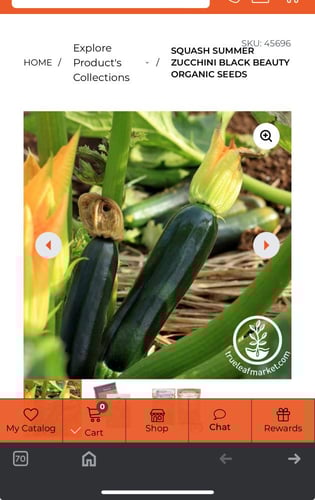 بذور كوسا بلاك بيوتي BLACK BEAUTY (عضوي) - Black B...