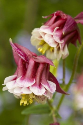 بذور زهور أكويليجيا بيدرمير مختلطة - Aquilegia Bie...