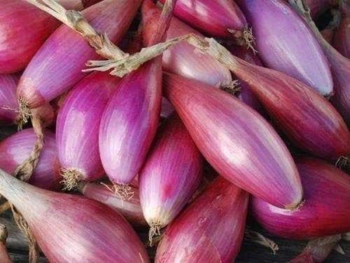 بذور بصل حساوي - Hasawi onion seeds