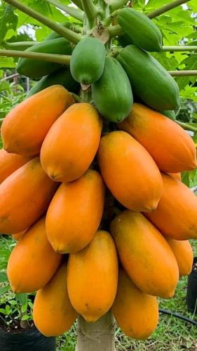 بابايا ريد ليدي ( هجين ) - Papaya Red Lady F1