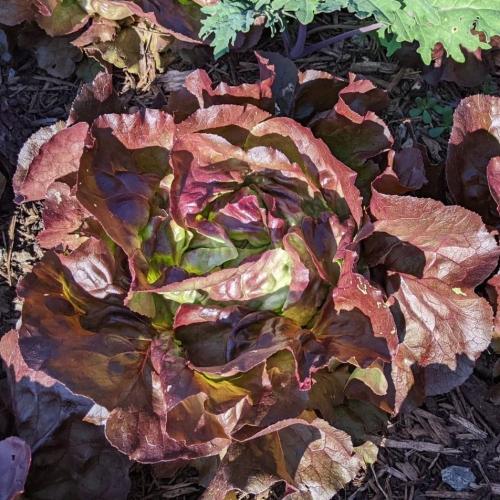 بذور خس عجائب الفصول الاربعة (عضوي) Lettuce WONDER...