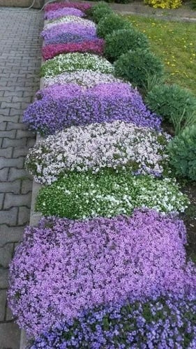 بذور زهور اللوبيليا سلسلة من اللؤلؤ الملونة -Lobel...