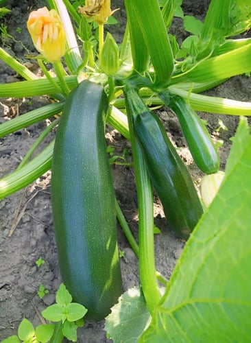 بذور كوسا بلاك بيوتي BLACK BEAUTY (عضوي) - Black B...