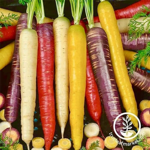 بذور مزيج الجزر قوس قزح - Rainbow Blend Carrot