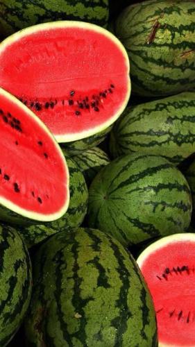 بذور البطيخ ديكسي كوين - Watermelon Seeds - Picnic...
