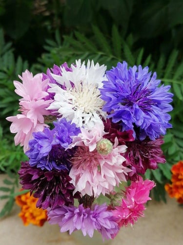 بذور زهرة القنطريون المزدوجة ( زهرة الذرة ) - Doub...