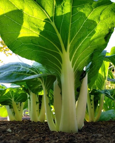 بذور بوك شوي العضوي ( متوارث) - Organic Bok Choy S...