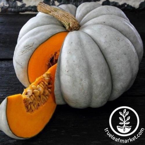 بذور اليقطين - جاراديل Pumpkin Seeds - Jarrahdale