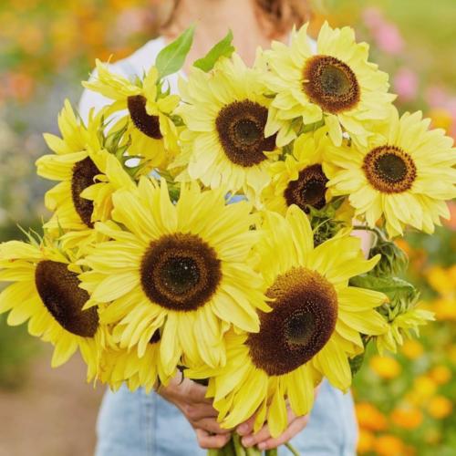 بذور زهور دوار الشمس ملكة الليمون -Lemon Queen Sun...