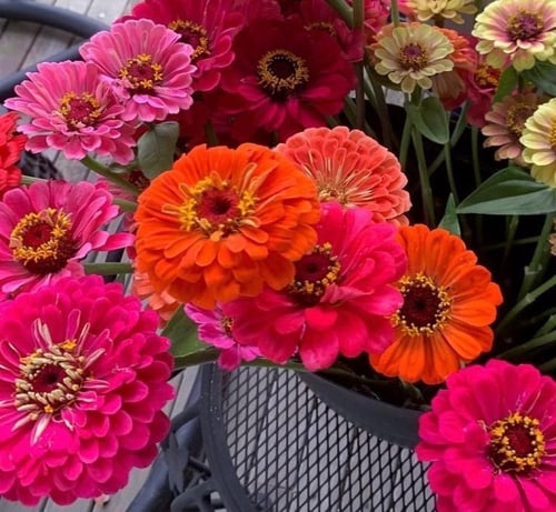 بذور خليط زينيا ديابلو - Zinnia Diablo Flower Seed...