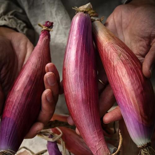 بذور بصل حساوي - Hasawi onion seeds