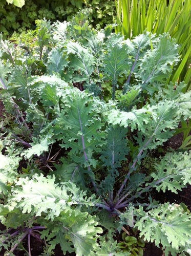 بذور الكيل الأحمر الروسي (العضوي ) — Organic Red R...