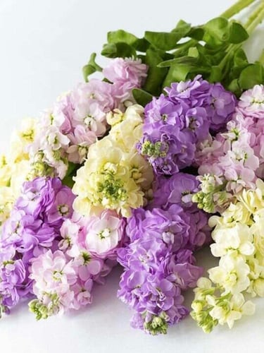 بذور مزيج زهور منثور مزدوج عملاق -Giant Double Sca...