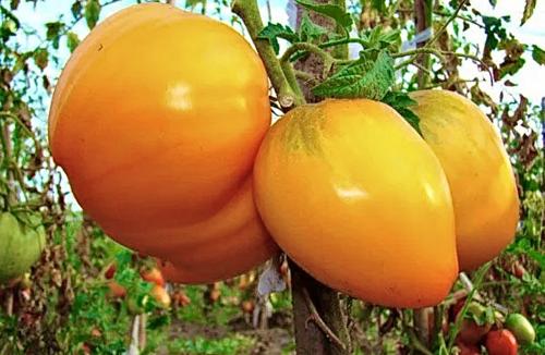 بذور طماطم القباب الذهبية - Golden Domes Tomato Se...