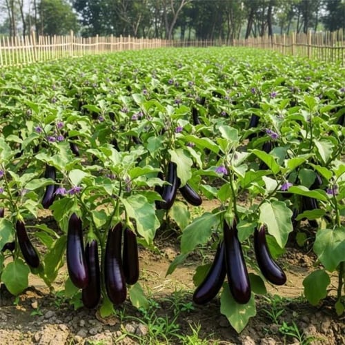 بذور باذنجان أرجواني طويل - long purple eggplant