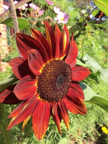 بذور زهور عباد الشمس ملكة المخمل - velvet queen (...