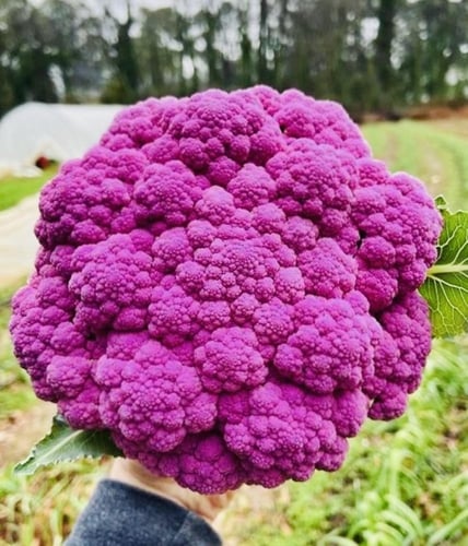 بذور قرنبيط بنفسجي - purple cauliflower seeds