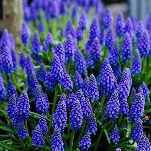 ابصال موسكاري الأرمينية - Muscari armeniacum