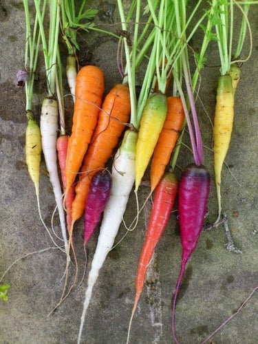 بذور مزيج الجزر قوس قزح - Rainbow Blend Carrot