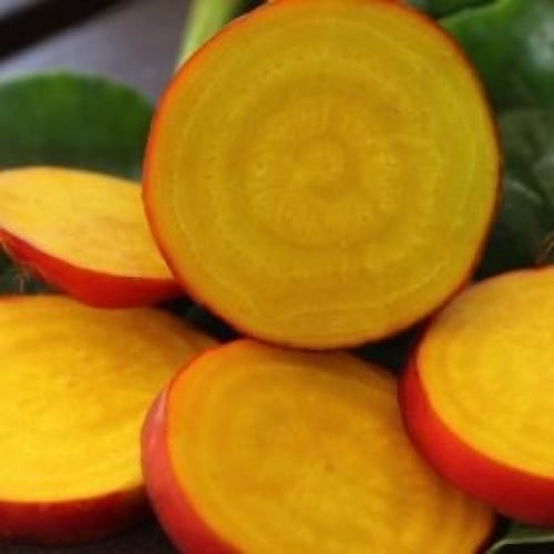 بذور شمندر العين الذهبية ( بنجر ). - Golden eye be...