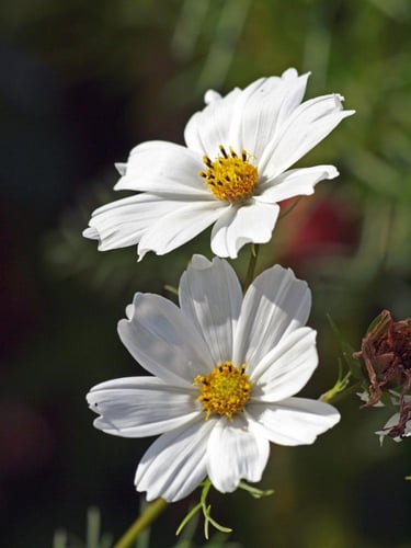 بذور زهور كوزموس النقاء الابيض -Cosmos Purity Whit...