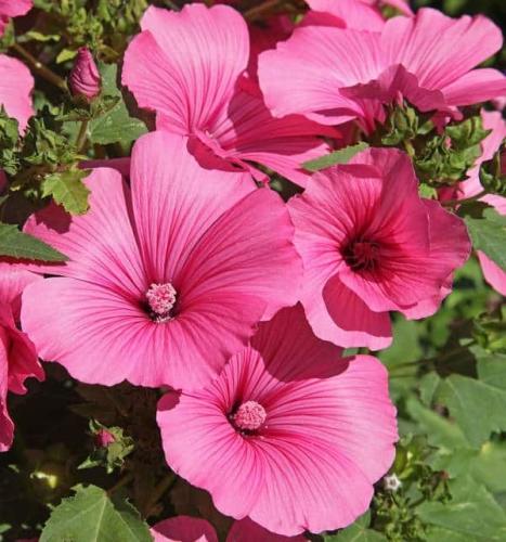 بذور زهور لافاتيرا الوردي - Lavatera PINK MALLOW