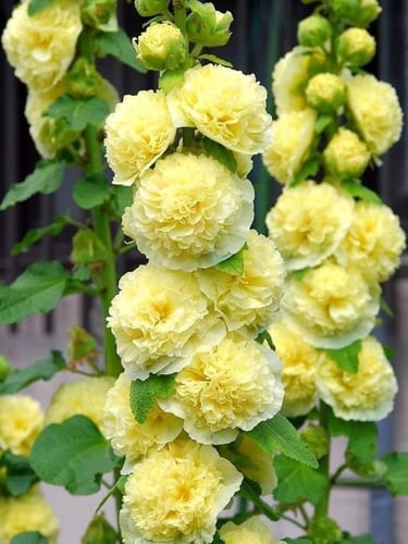 بذور زهور الخطمية ( الهولي هوك) المزدوجة والملونة...