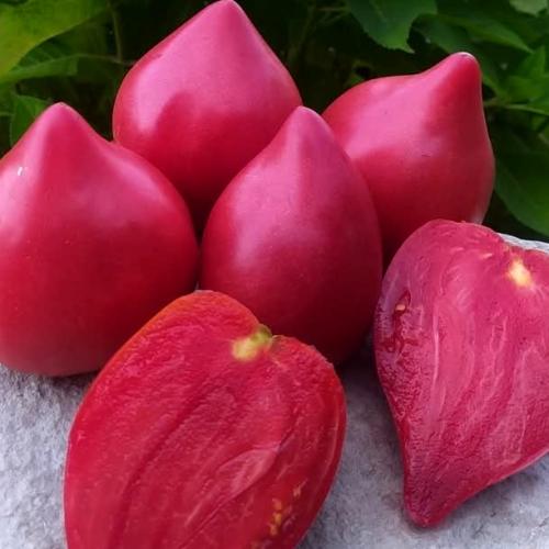 بذور طماطم بورجيز ( القطرة ) متوارث- Borghese toma...