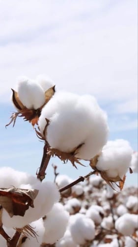 بذور القطن العضوي - organic cotton seeds