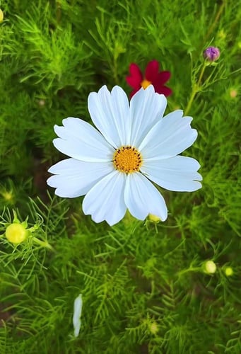 بذور زهور كوزموس النقاء الابيض -Cosmos Purity Whit...