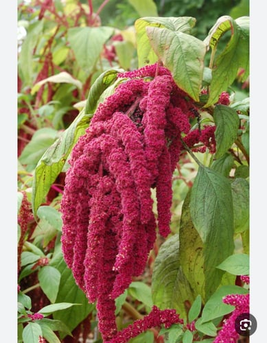 بدور زهور الأمارنث الفوشيا - fuchsia amaranth flow...