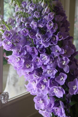 بذور زهور الدلفينيوم المنوعة ( مهماز السيد ) -Delp...