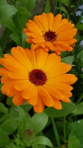 بذور كاليندولا عضوية - آذريون (وراثي) - Calendula...