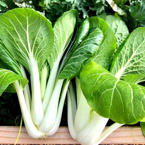 بذور بوك شوي العضوي ( متوارث) - Organic Bok Choy S...