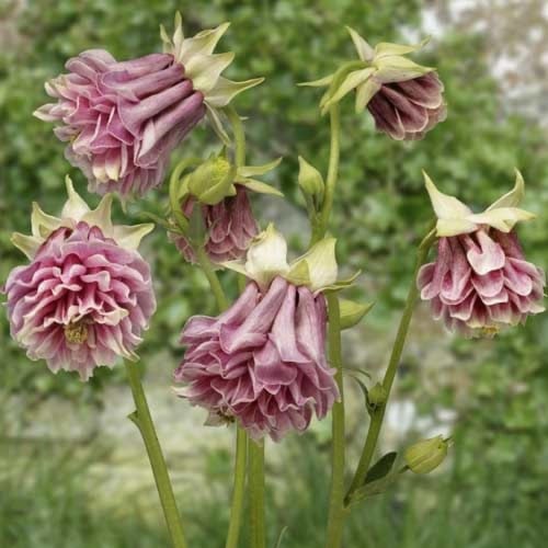 بذور زهور أكويليجيا بيدرمير مختلطة - Aquilegia Bie...