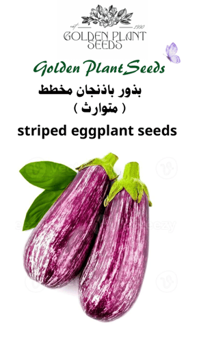 بذور باذنجان مخطط مبكر النمو - striped eggplant se...