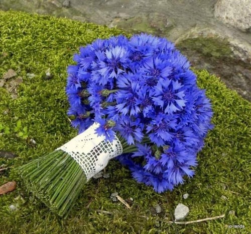 بذور زهرة القنطريون المزدوجة ( زهرة الذرة ) - Doub...