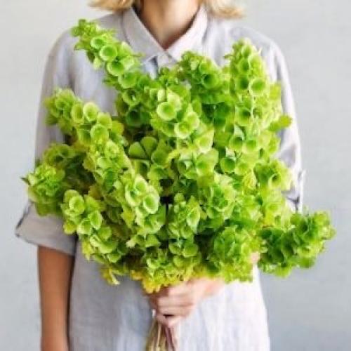 بذور زهور أجراس أيرلندا - Bells of Ireland Seeds