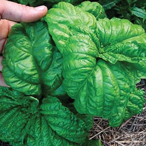 بذور ريحان الخس الإيطالي العضوي -Organic Italian L...