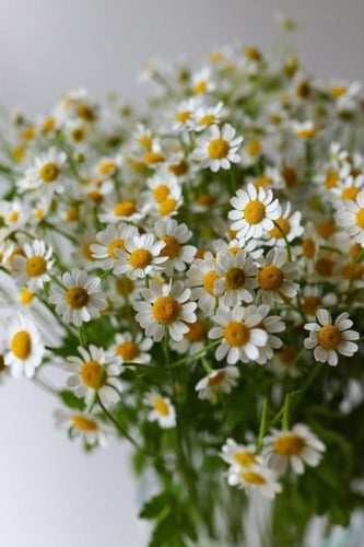 بذور زهور البابونج - Chamomile flower seeds